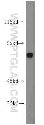 CRBN Antibody in Western Blot (WB)