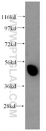 CRBN Antibody in Western Blot (WB)