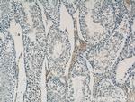 COX6B2 Antibody in Immunohistochemistry (Paraffin) (IHC (P))