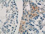COX6B2 Antibody in Immunohistochemistry (Paraffin) (IHC (P))