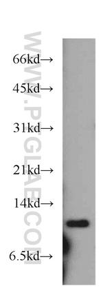 COX6B2 Antibody in Western Blot (WB)