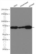 EHD2 Antibody in Western Blot (WB)