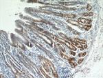 CA9 Antibody in Immunohistochemistry (Paraffin) (IHC (P))