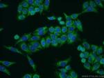 COX5A Antibody in Immunocytochemistry (ICC/IF)