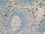 Human IgA Heavy Chain Antibody in Immunohistochemistry (Paraffin) (IHC (P))