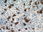 Human IgA Heavy Chain Antibody in Immunohistochemistry (Paraffin) (IHC (P))