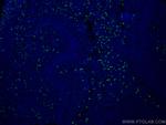 Human IgA Heavy Chain Antibody in Immunohistochemistry (PFA fixed) (IHC (PFA))