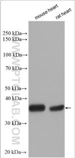 Myozenin 2 Antibody in Western Blot (WB)