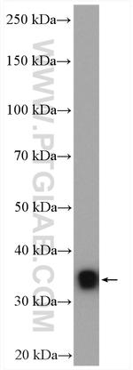 Myozenin 2 Antibody in Western Blot (WB)