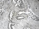 MIER1 Antibody in Immunohistochemistry (Paraffin) (IHC (P))