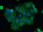 S100A16 Antibody in Immunocytochemistry (ICC/IF)