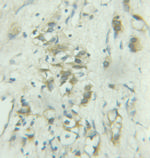 COPE Antibody in Immunohistochemistry (Paraffin) (IHC (P))