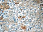 COPE Antibody in Immunohistochemistry (Paraffin) (IHC (P))