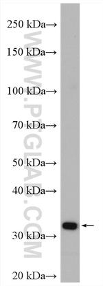 COPE Antibody in Western Blot (WB)