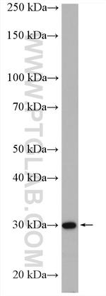 COPE Antibody in Western Blot (WB)