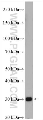 COPE Antibody in Western Blot (WB)