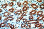 PRUNE2 Antibody in Immunohistochemistry (Paraffin) (IHC (P))