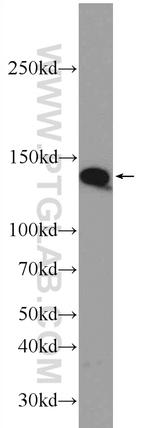PRUNE2 Antibody in Western Blot (WB)