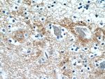 STXBP1 Antibody in Immunohistochemistry (Paraffin) (IHC (P))