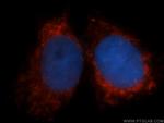 COX6A1 Antibody in Immunocytochemistry (ICC/IF)