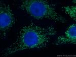 COX6A1 Antibody in Immunocytochemistry (ICC/IF)