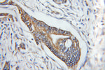 COX6A1 Antibody in Immunohistochemistry (Paraffin) (IHC (P))