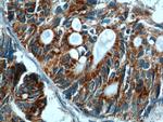 COX6A1 Antibody in Immunohistochemistry (Paraffin) (IHC (P))