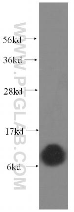 COX6A1 Antibody in Western Blot (WB)