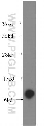 COX6A1 Antibody in Western Blot (WB)