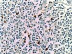 LILRA2 Antibody in Immunohistochemistry (Paraffin) (IHC (P))