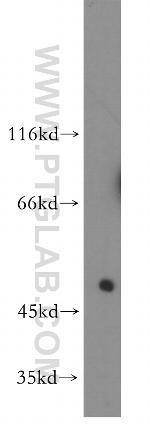 LILRA2 Antibody in Western Blot (WB)