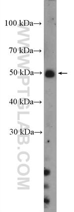 LILRA2 Antibody in Western Blot (WB)