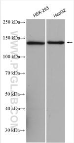 SKIV2L Antibody in Western Blot (WB)