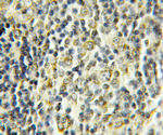 COX17 Antibody in Immunohistochemistry (Paraffin) (IHC (P))