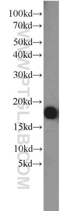 FXYD7 Antibody in Western Blot (WB)