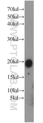 FXYD7 Antibody in Western Blot (WB)
