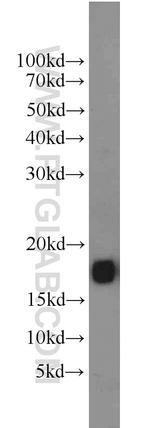 FXYD7 Antibody in Western Blot (WB)