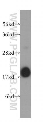 FXYD7 Antibody in Western Blot (WB)
