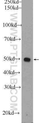 PSMD5 Antibody in Western Blot (WB)