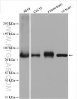 Calpain 2 Antibody in Western Blot (WB)