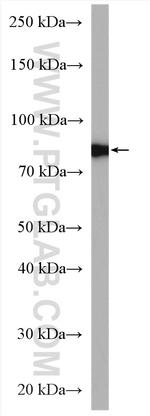 Calpain 2 Antibody in Western Blot (WB)
