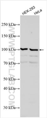Cadherin-19 Antibody in Western Blot (WB)