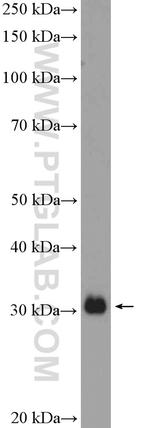 MTAP Antibody in Western Blot (WB)
