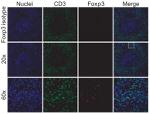 FOXP3 Monoclonal Antibody (236A/E7), Alexa Fluor™ 488, eBioscience™
