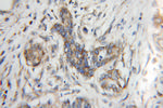 TIMM9 Antibody in Immunohistochemistry (Paraffin) (IHC (P))