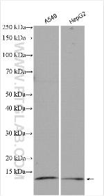 TIMM9 Antibody in Western Blot (WB)