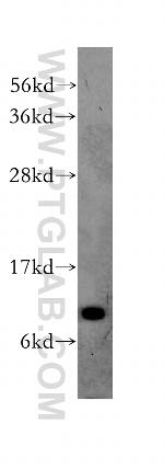 TIMM9 Antibody in Western Blot (WB)