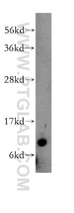 TIMM9 Antibody in Western Blot (WB)
