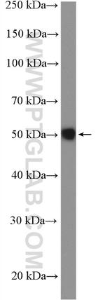 STAC Antibody in Western Blot (WB)