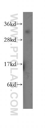 MPG Antibody in Western Blot (WB)
